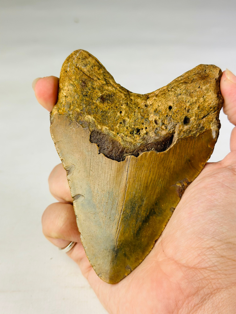 Megalodon tooth "The Wrath" (US) - 11 cm