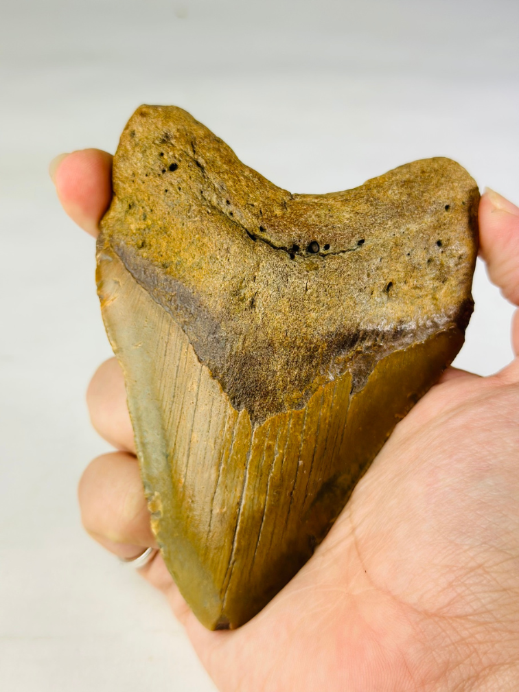 Megalodon tooth "The Wrath" (US) - 11 cm