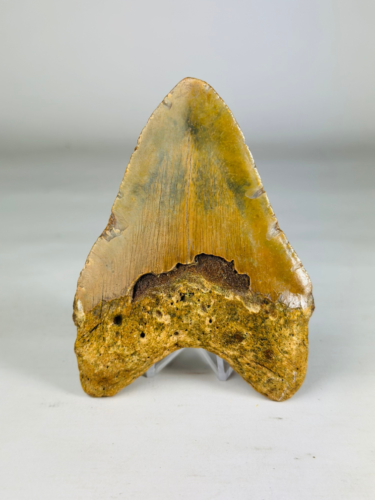 Dente di Megalodon "The Wrath" (USA) - 11 cm