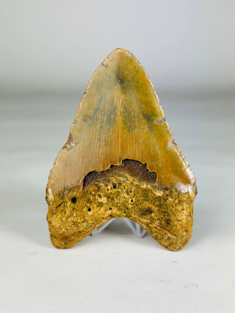 Megalodon-Zahn "Der Zorn" (US) - 11 cm
