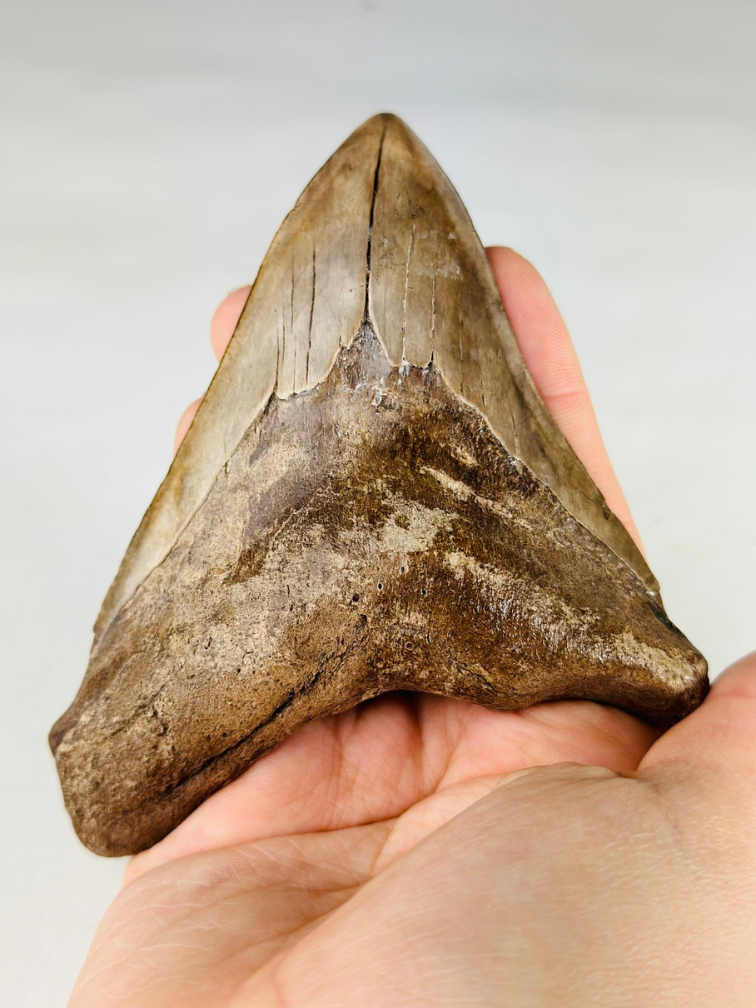 Dente di megalodonte "Sword of the Rightious" (USA) - 11,3 cm