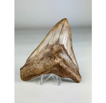 Dente di megalodonte "Sword of the Rightious" (USA) - 11,3 cm