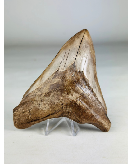 Megalodon-Zahn "Sword of the Rightious" (USA) - 11,3 cm