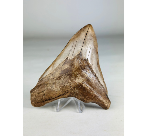 Megalodon Tooth "Sword of the Rightious" (USA) - 11,3 cm