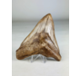 Dente di megalodonte "Sword of the Rightious" (USA) - 11,3 cm