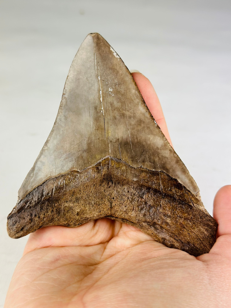 Dente di megalodonte "Sword of the Rightious" (USA) - 11,3 cm