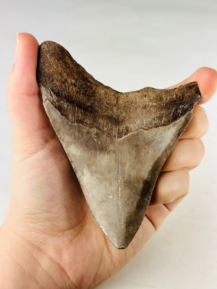 Dente di megalodonte "Sword of the Rightious" (USA) - 11,3 cm