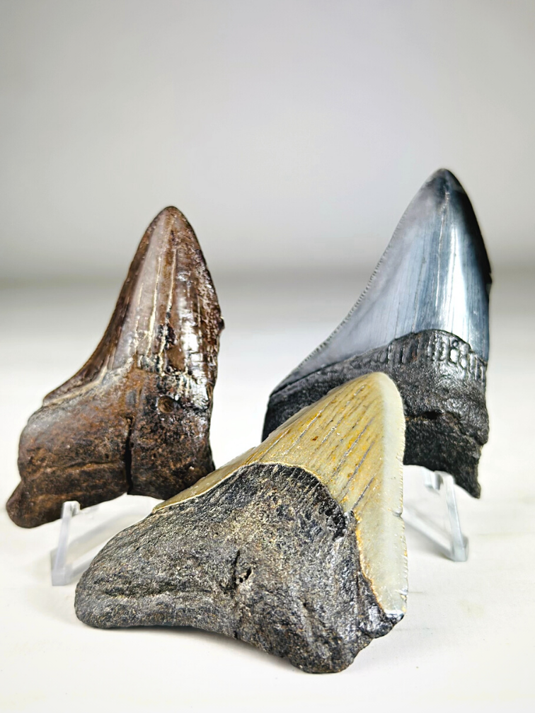 Megalodon teeth 3-colour set - "Abyssal Shards" largest tooth 7.4 cm