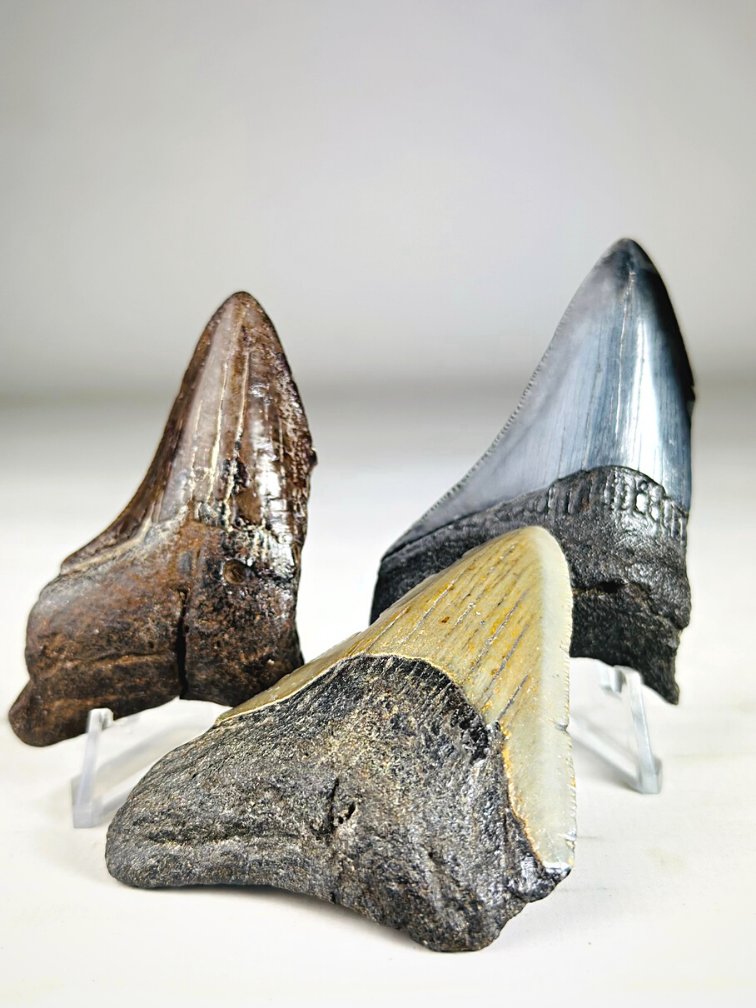 Megalodon-Zähne 3-Farben-Set - "Abyssal Shards" größter Zahn 7,4 cm