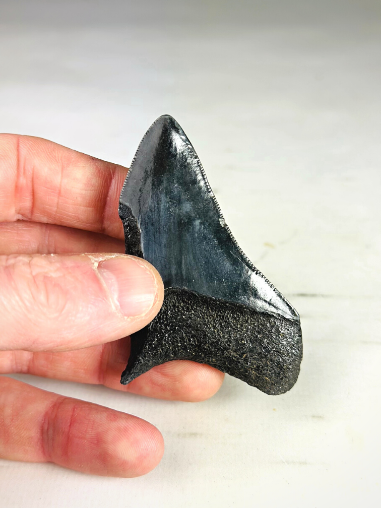 Megalodon teeth 3-colour set - "Abyssal Shards" largest tooth 7.4 cm