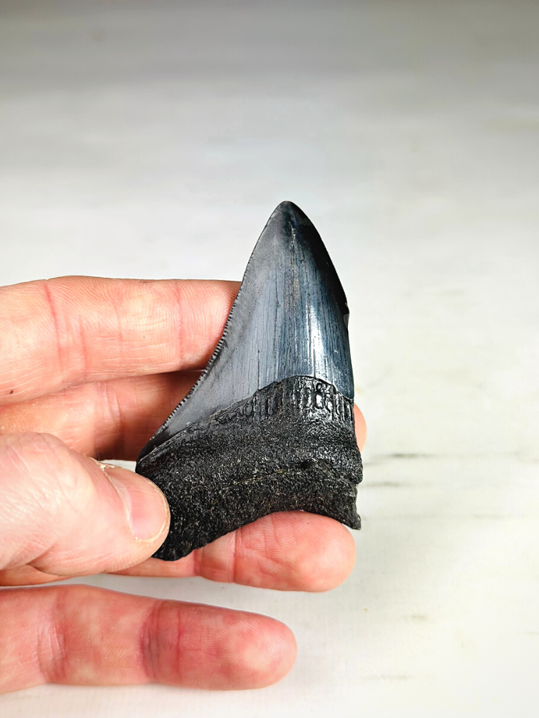 Dents de mégalodon 3 couleurs - "Abyssal Shards" plus grande dent 7,4 cm