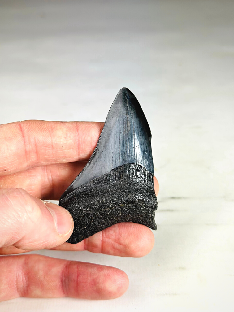 Megalodon teeth 3-colour set - "Abyssal Shards" largest tooth 7.4 cm