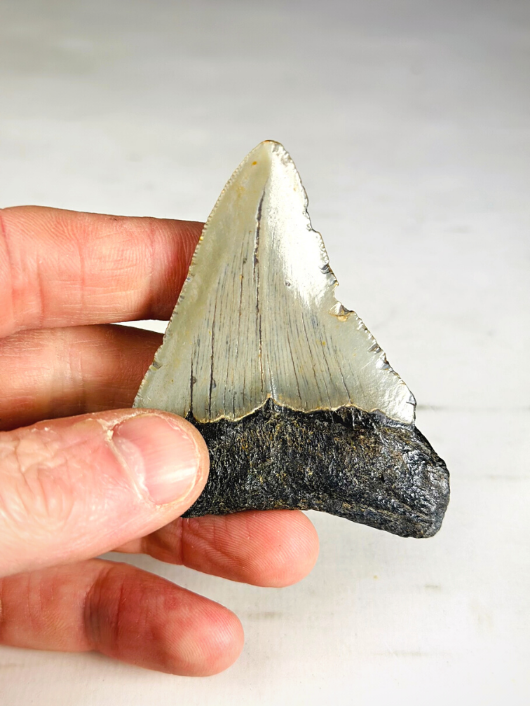 Megalodon teeth 3-colour set - "Abyssal Shards" largest tooth 7.4 cm