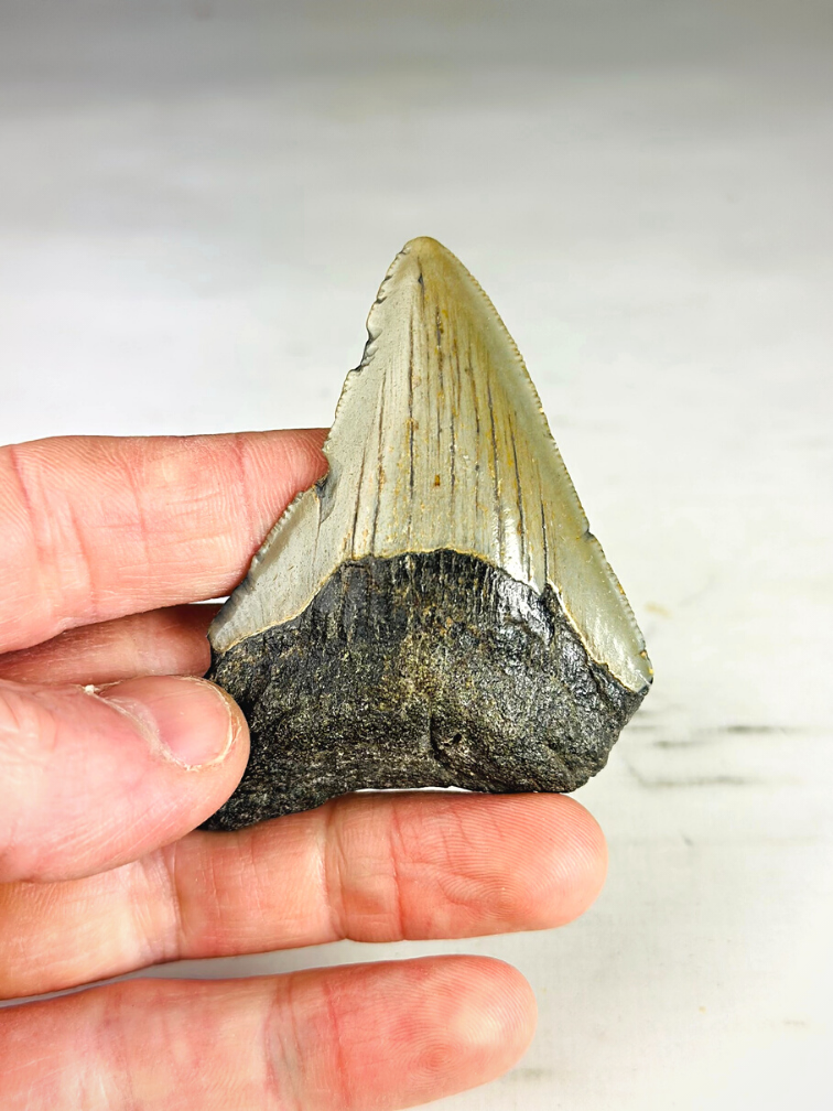 Megalodon teeth 3-colour set - "Abyssal Shards" largest tooth 7.4 cm