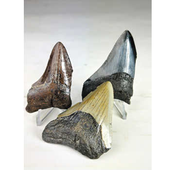 Megalodon teeth 3-colour set - "Abyssal Shards" largest tooth 7.4 cm