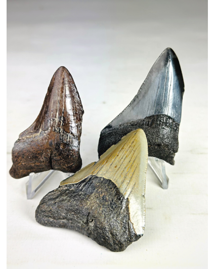 Megalodon teeth 3-colour set - "Abyssal Shards" largest tooth 7.4 cm