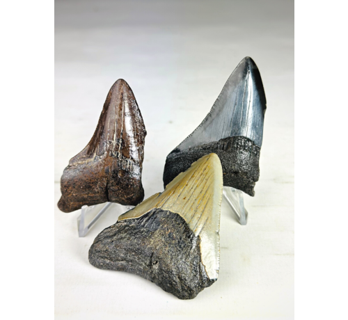 Set di denti di Megalodonte a 3 colori - " Abyssal Shards" Dente più grande 7,4 cm