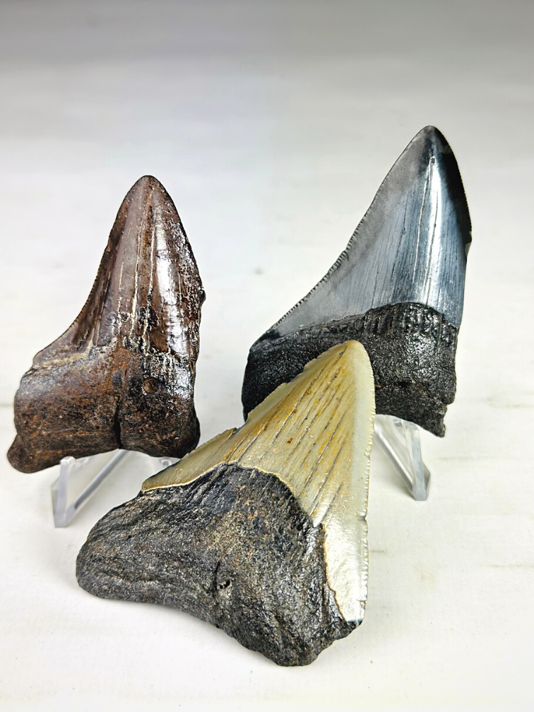 Megalodon teeth 3-colour set - "Abyssal Shards" largest tooth 7.4 cm