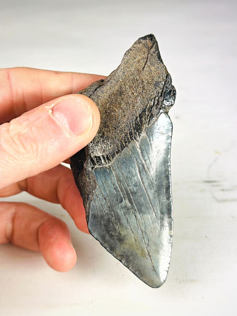 Megalodon tooth ''Creeping Shadow'' (USA) - 9,8 cm