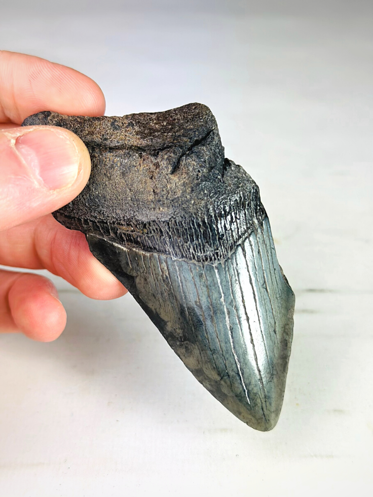 Megalodon tooth ''Creeping Shadow'' (USA) - 9,8 cm