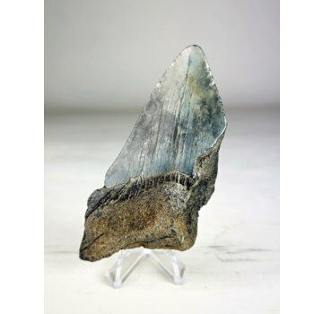 Megalodon tooth ''Creeping Shadow'' (USA) - 9,8 cm