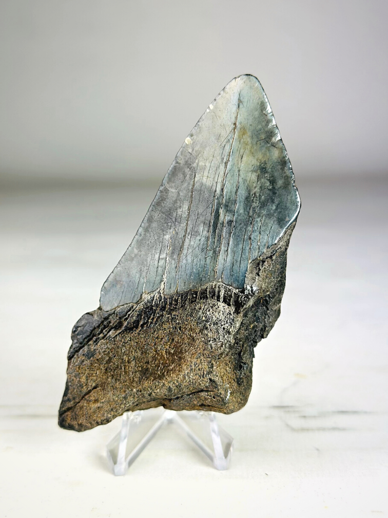 Megalodon tooth ''Creeping Shadow'' (USA) - 9,8 cm