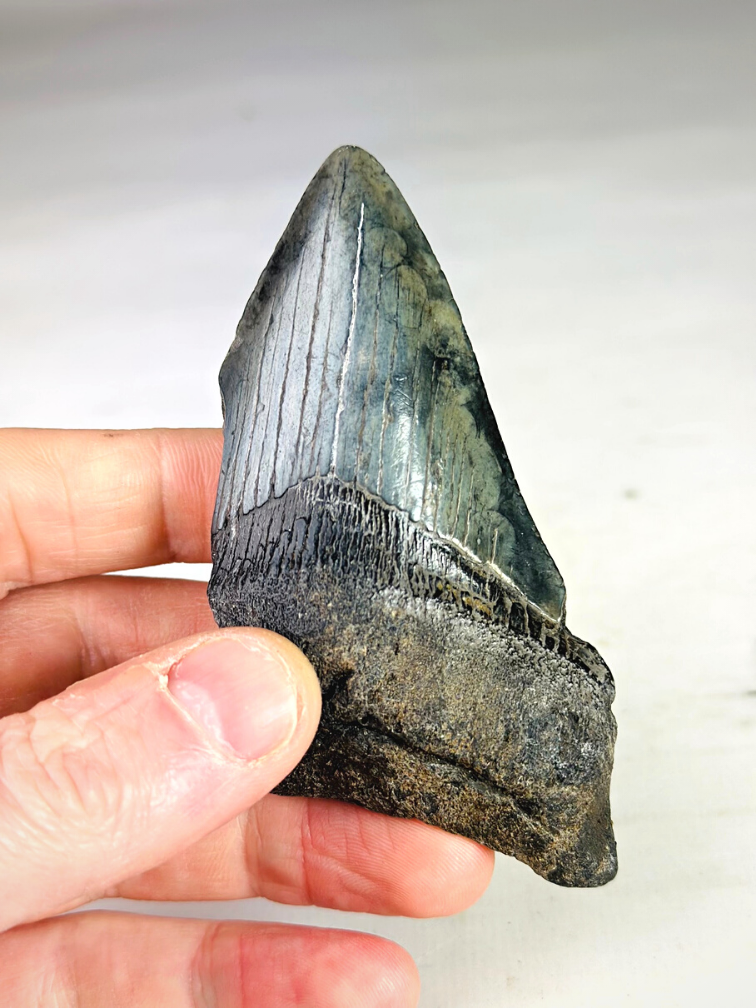 Megalodon-Zahn ''Creeping Shadow'' (USA) - 9,8 cm