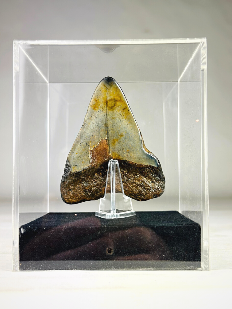 Dente di Megalodon "Arma danneggiata" - Confezione regalo media di lusso - (USA) - 8,6 cm