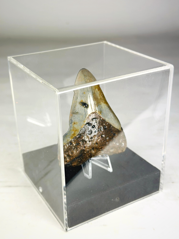 Dente di Megalodon "Arma danneggiata" - Confezione regalo media di lusso - (USA) - 8,6 cm