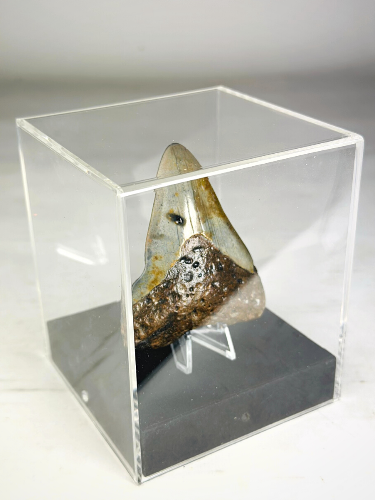 Megalodon-Zahn "Beschädigte Waffe" - Luxury Medium Giftbox - (US) - 8,6 cm