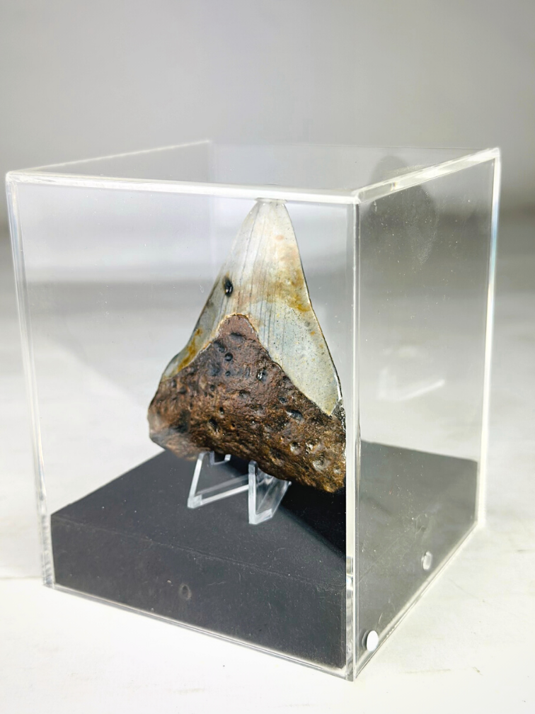 Dente di Megalodon "Arma danneggiata" - Confezione regalo media di lusso - (USA) - 8,6 cm