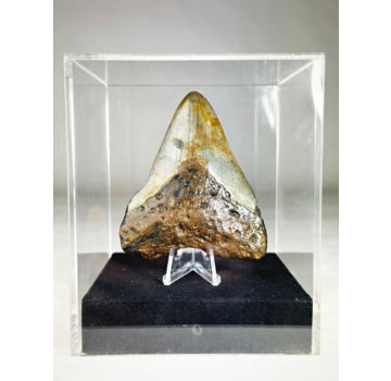 Dente di Megalodon "Arma danneggiata" - Confezione regalo media di lusso - (USA) - 8,6 cm