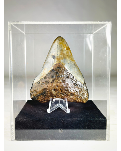 Dente di Megalodon "Arma danneggiata" - Confezione regalo media di lusso - (USA) - 8,6 cm