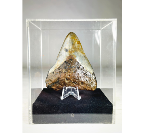 Dente di Megalodon "Arma danneggiata" - Confezione regalo media di lusso - (USA) - 8,6 cm