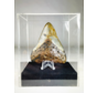 Megalodon Tooth "Damaged Weapon" - Luxury Medium Giftbox - (US) - 8.6 cm