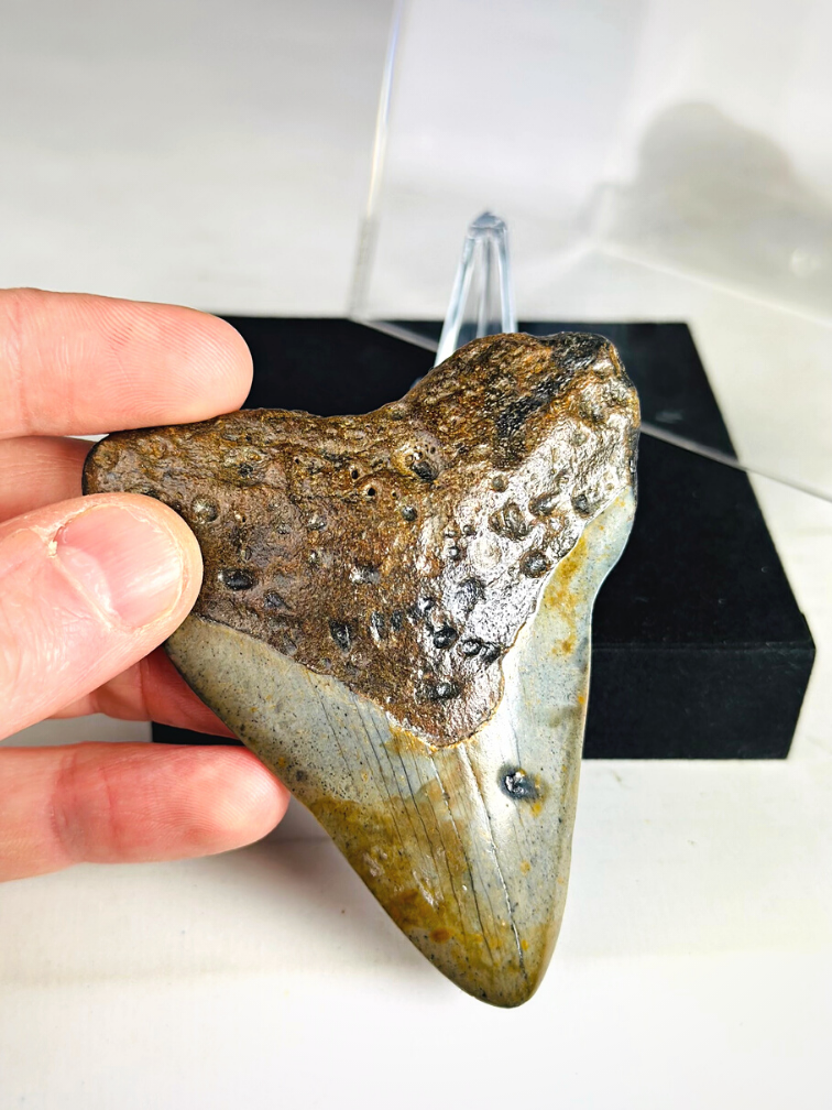 Dente di Megalodon "Arma danneggiata" - Confezione regalo media di lusso - (USA) - 8,6 cm