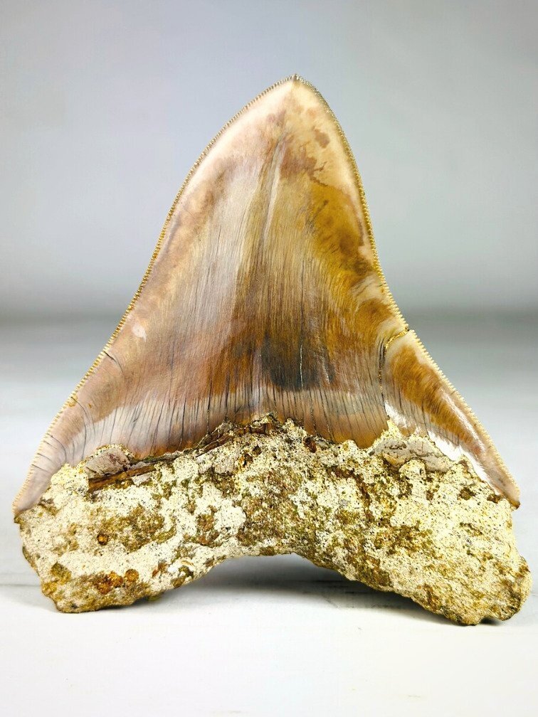 MT 14 - Dente di Megalodonte " Master's Sword" (Indonesia) - 12,7 cm