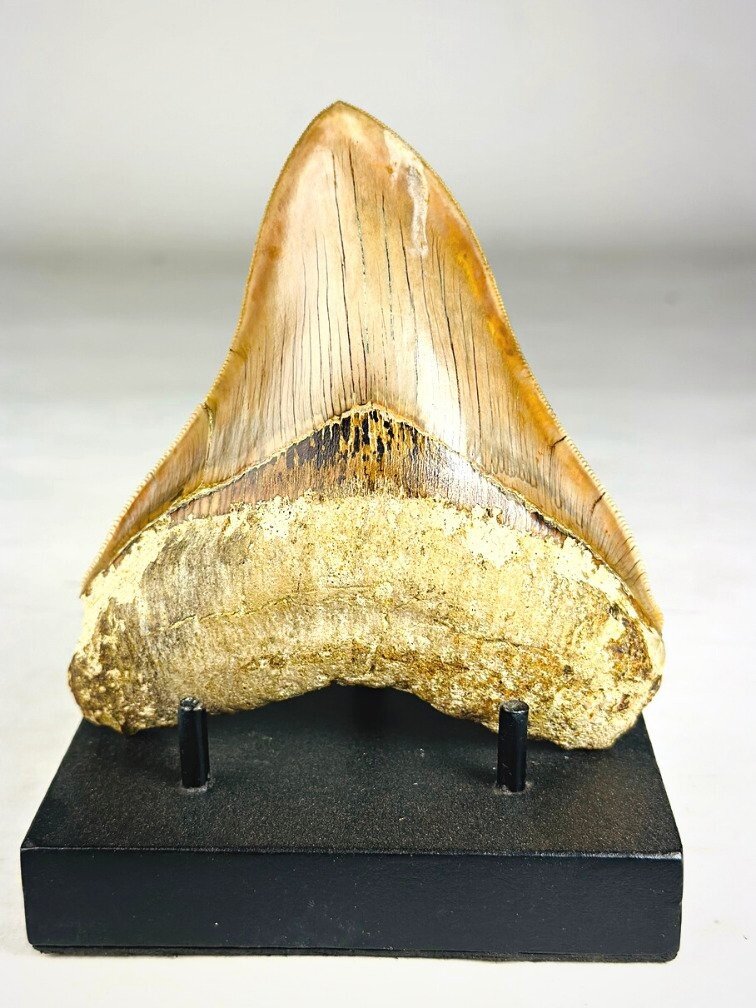 MT 14 - Dente di Megalodonte " Master's Sword" (Indonesia) - 12,7 cm