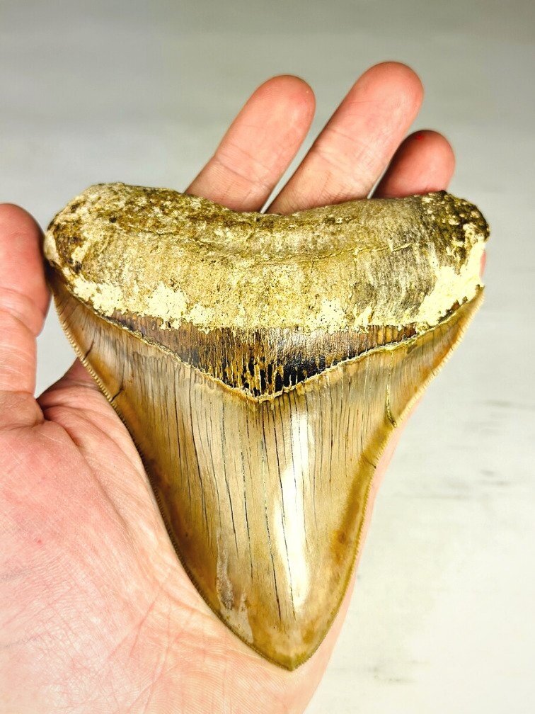 MT 14 - Dente di Megalodonte " Master's Sword" (Indonesia) - 12,7 cm