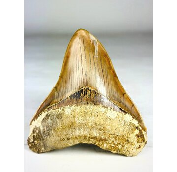 MT 14 - Dente di Megalodonte " Master's Sword" (Indonesia) - 12,7 cm