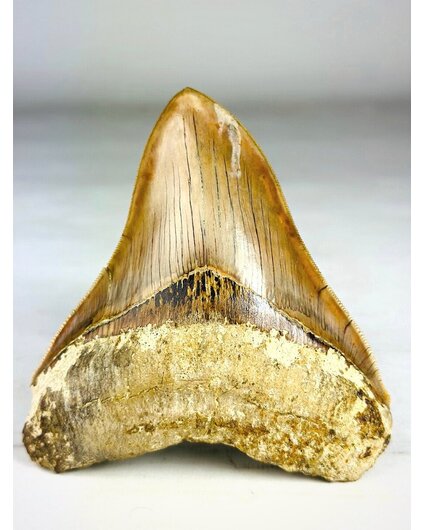 MT 14 - Megalodon Tooth "Master's Sword" (Indonesia) - 12.7 cm