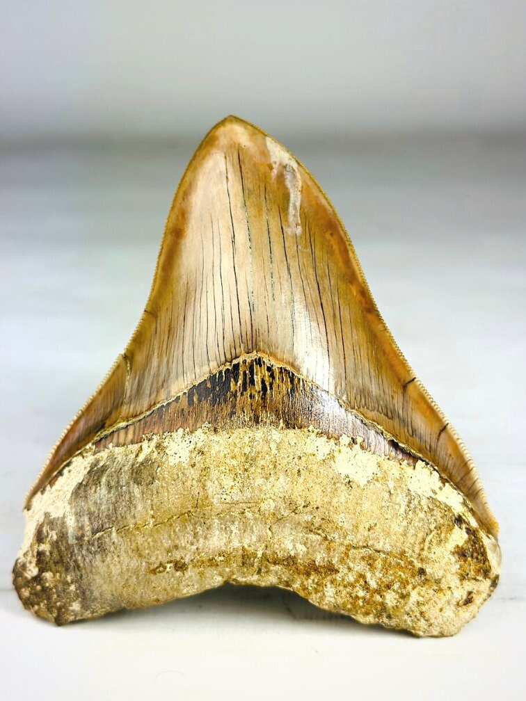 MT 14 - Dente di Megalodonte " Master's Sword" (Indonesia) - 12,7 cm