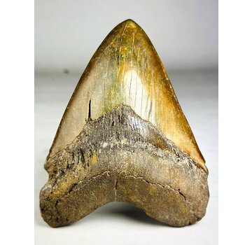 Megalodon Tooth "The Ironmine" (Indonesia) - 14,4 cm