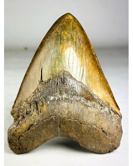 Dente di megalodonte " The Ironmine" (Indonesia) - 14,4 cm