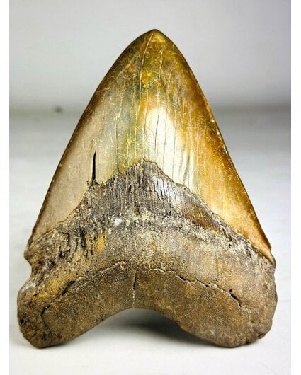 Megalodon-Zahn "The Ironmine" (Indonesien) - 14,4 cm