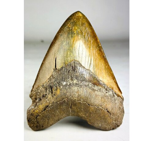 Dente di megalodonte " The Ironmine" (Indonesia) - 14,4 cm