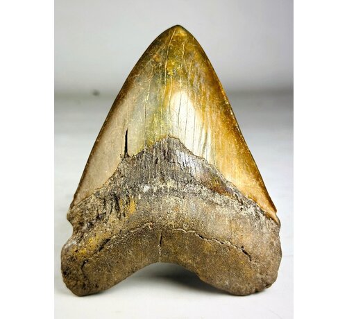 Megalodon-Zahn "The Ironmine" (Indonesien) - 14,4 cm