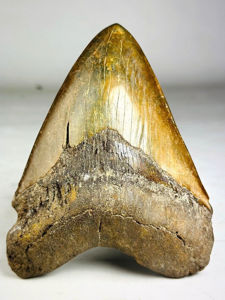 Dente di megalodonte " The Ironmine" (Indonesia) - 14,4 cm