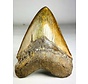 Dente di megalodonte " The Ironmine" (Indonesia) - 14,4 cm