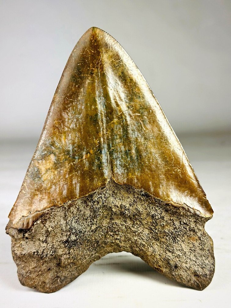 Dente di megalodonte " The Ironmine" (Indonesia) - 14,4 cm